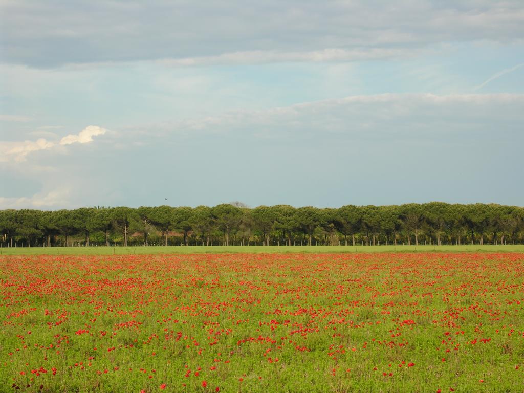 Appartamenti Villaggio San Siro ビビオーネ エクステリア 写真